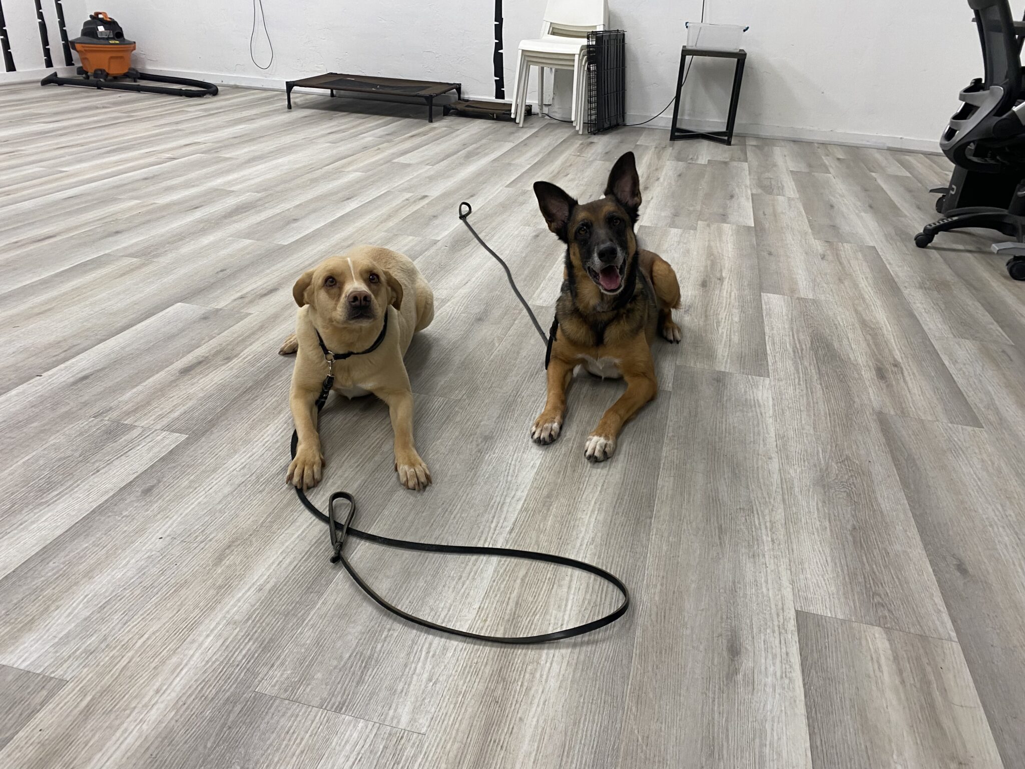 Dogtown Dog Boarding, pet Grooming, dog Training and doggie Daycare